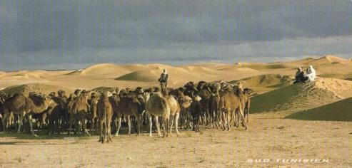 POSTAL PV12208: Sahara de Douz, Tunisie