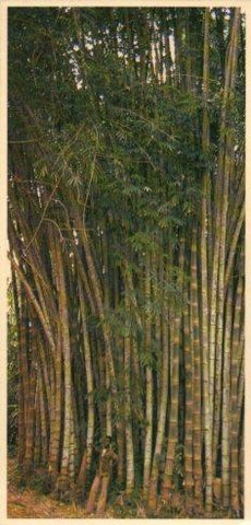 POSTAL PV12204: Jardin botanique de Kisantu, Zaire