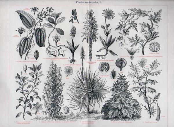 LAMINA V44183: Plantas medicinales I