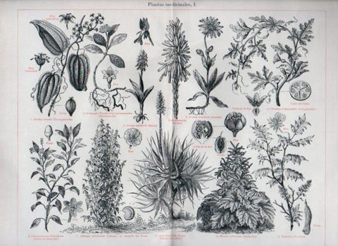 LAMINA V44183: Plantas medicinales I
