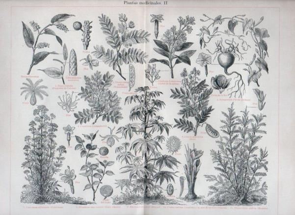 LAMINA V44184: Plantas medicinales II