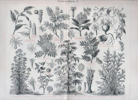 LAMINA V44184: Plantas medicinales II