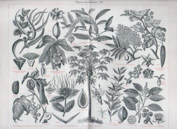 LAMINA V44185: Plantas medicinales III