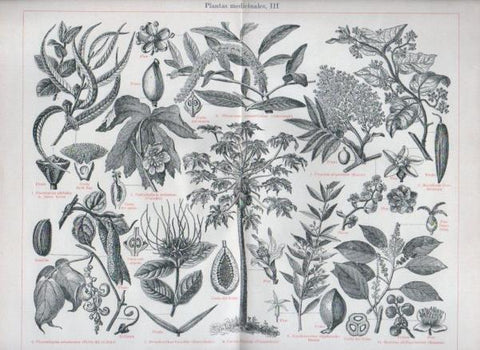 LAMINA V44185: Plantas medicinales III