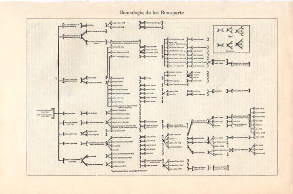 LAMINA V44168: Genealogia de los Bonaparte