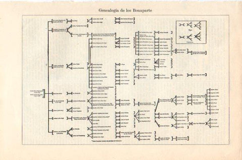 LAMINA V44168: Genealogia de los Bonaparte