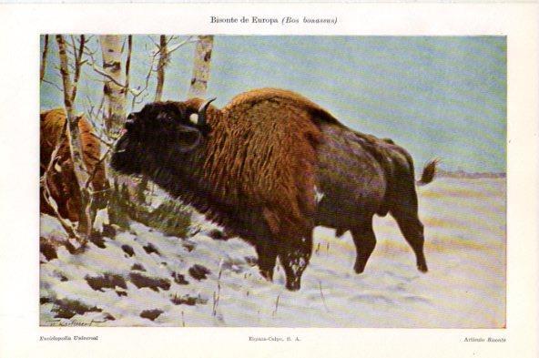 LAMINA V44092: Bisonte de Europa