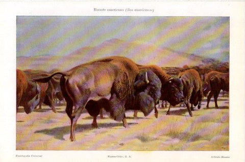 LAMINA V44093: Bisonte americano