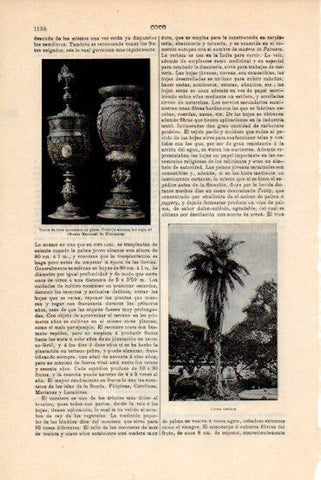 LAMINA V43698: Vasos de coco montados en plata