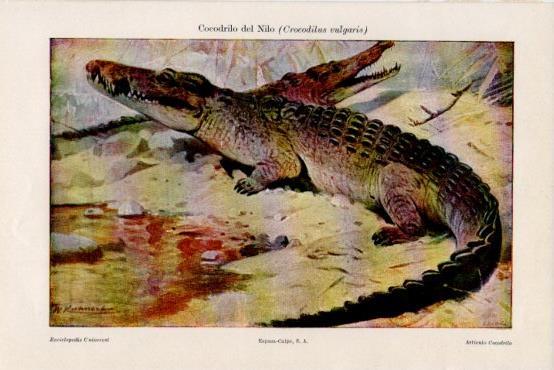 LAMINA V43699: Cocodrilo del Nilo o Crocodilus vulgaris