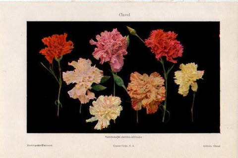 LAMINA V43656: Clavel variedades cultivadas