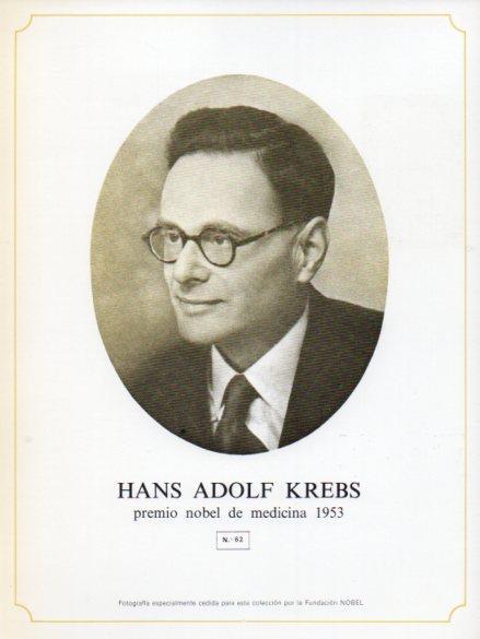 LAMINA V44311: Hans Adolf Krebs