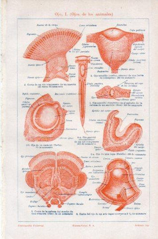 LAMINA V44795: Ojos de los animales