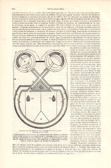 LAMINA V44786: El globo del ojo