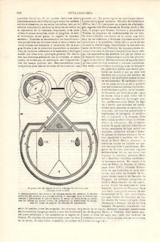 LAMINA V44786: El globo del ojo
