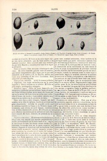 LAMINA V44818: Fruto del olivo