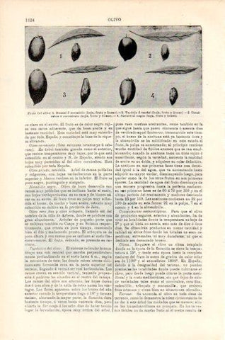 LAMINA V44818: Fruto del olivo