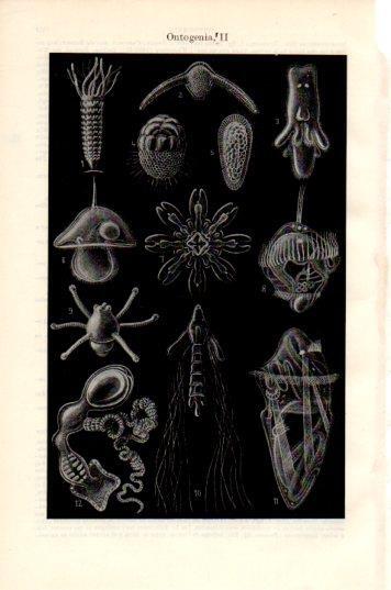 LAMINA V44835: Ontogenia II