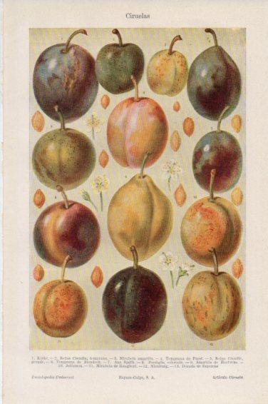LAMINA V45024: Ciruelas