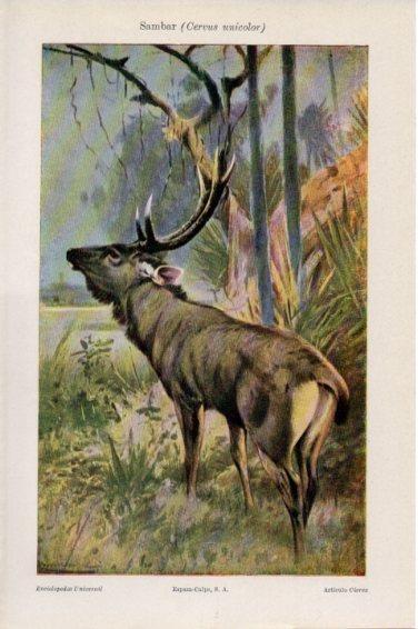 LAMINA V44998: Sambar o Cervus unicolor