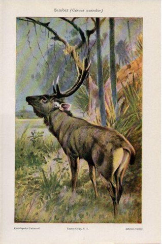 LAMINA V44998: Sambar o Cervus unicolor