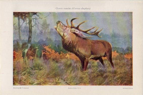LAMINA V44997: Ciervo comun o Cervus claphus