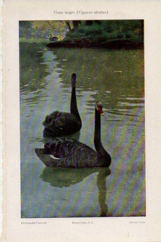 LAMINA V45025: Cisne negro