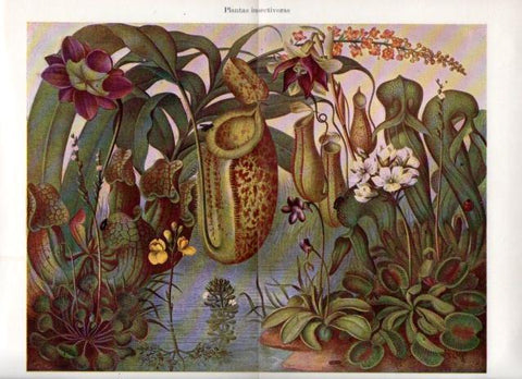 LAMINA V45051: Plantas insectivoras