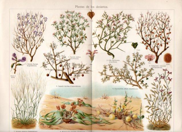 LAMINA V45049: Plantas de los desiertos