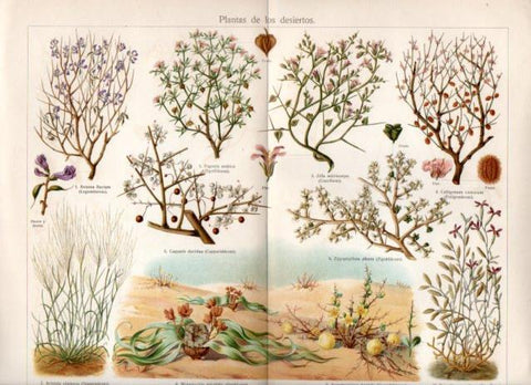 LAMINA V45049: Plantas de los desiertos