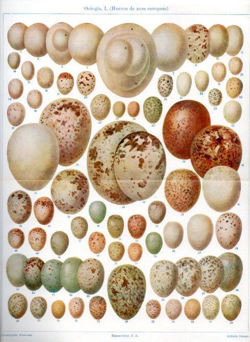 LAMINA V45042: Huevos de aves de Europa. Oologia I