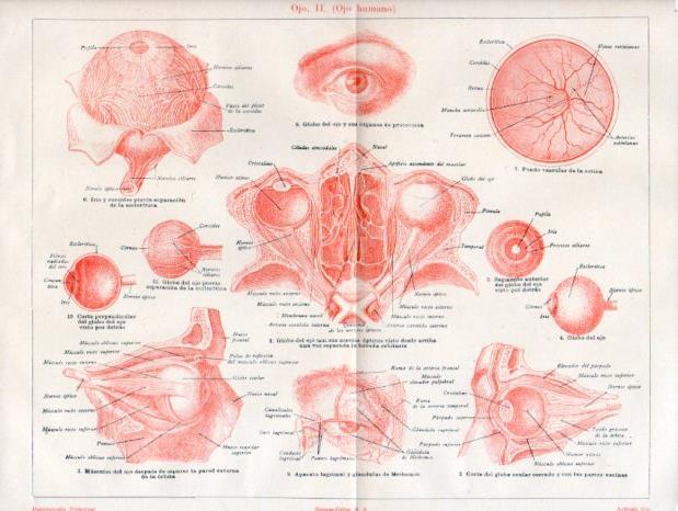 LAMINA V45038: Ojo humano