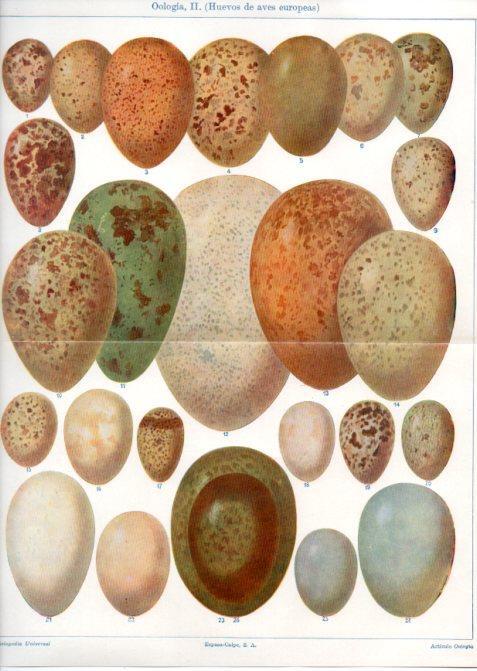 LAMINA V45041: Huevos de aves de Europa. Oologia
