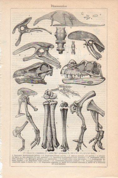 LAMINA V44962: Dinosaurios
