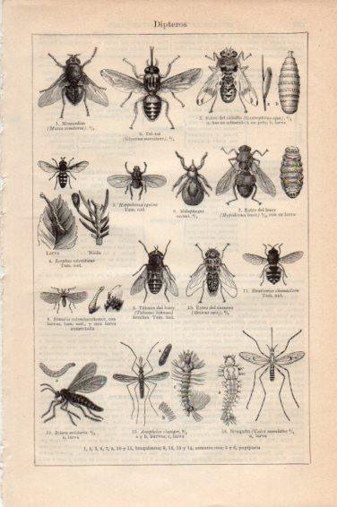 LAMINA V44971: Dipteros