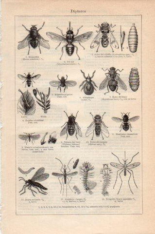 LAMINA V44971: Dipteros