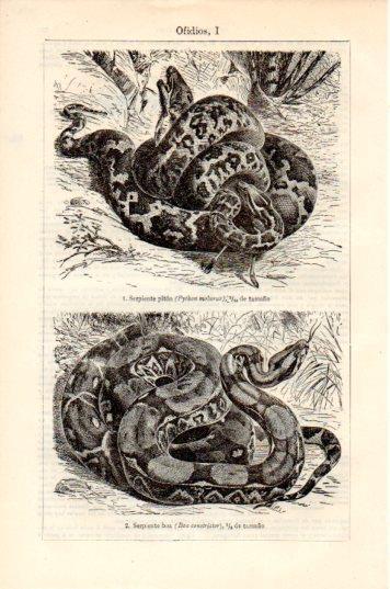 LAMINA V44783: Serpiente piton y boa