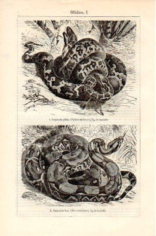 LAMINA V44783: Serpiente piton y boa