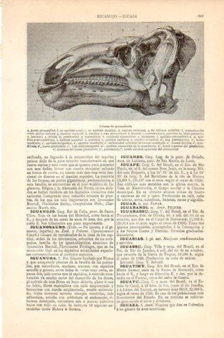 LAMINA V44601: Cabeza de Iguanodonte