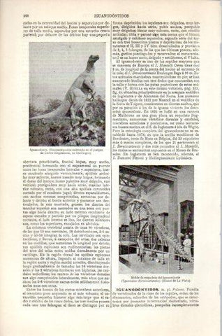LAMINA V44600: Esqueleto de Iguanodonte, Museo de La Plata