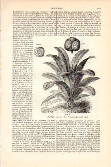 LAMINA V44641: Palmera del marfil