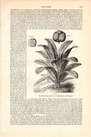 LAMINA V44641: Palmera del marfil