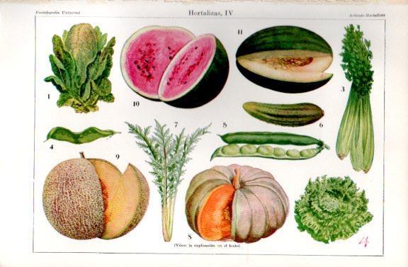 LAMINA V44524: Hortalizas II