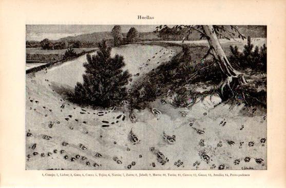 LAMINA V44545: Huellas de distintos animales