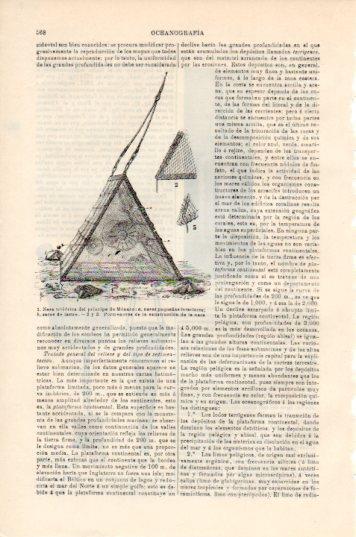 LAMINA V44761: Nasa triedrica del principe de Monaco