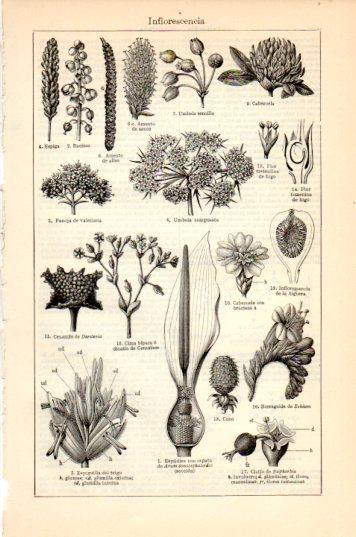 LAMINA V44654: Inflorescencia