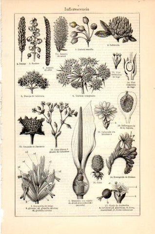 LAMINA V44654: Inflorescencia
