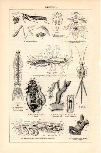 LAMINA V44679: Insectos I