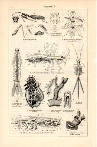 LAMINA V44679: Insectos I