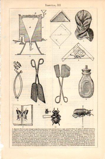 LAMINA V44681: Aparatos Berlese para insectos